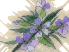 violets_sketch